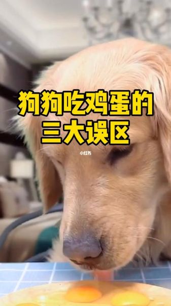 狗一天吃一个鸡蛋会怎么样,狗狗能吃生鸡蛋吗怀孕要生崽子的狗狗