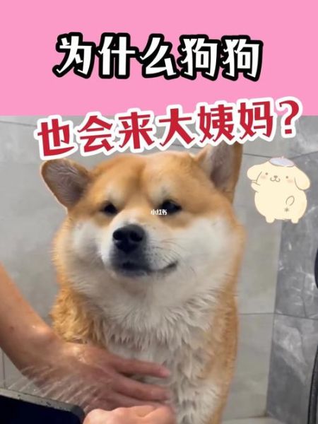 狗会来大姨父吗,狗也会来大姨妈吗图片