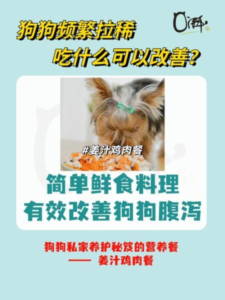 狗可以吃姜片吗,狗狗吃姜了要怎么补救