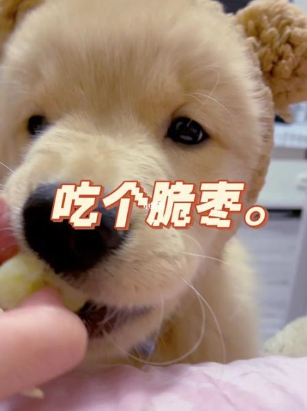 狗可以吃枣子吗有毒吗,狗能吃枣么