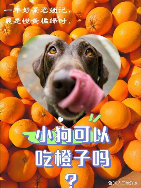 狗可以吃橙子吗为什么不能吃,狗可以吃桔子吗