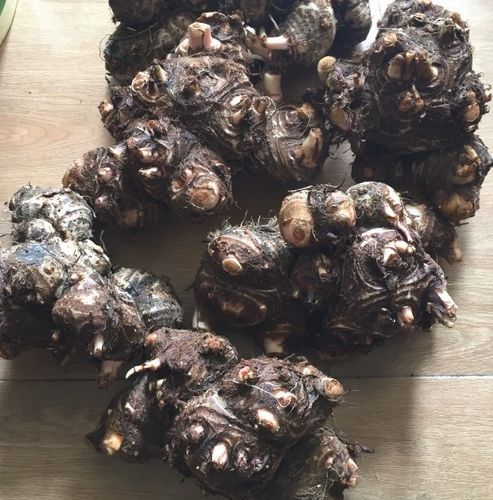 狗可以吃芋头吗熟的,狗能吃芋头嘛