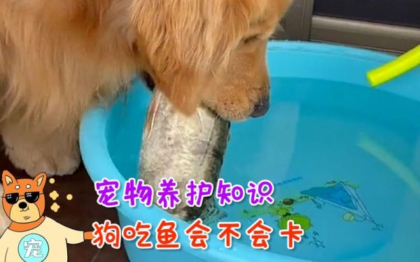 狗可以吃鱼吗会不会卡住,狗可以吃鱼吗骨头
