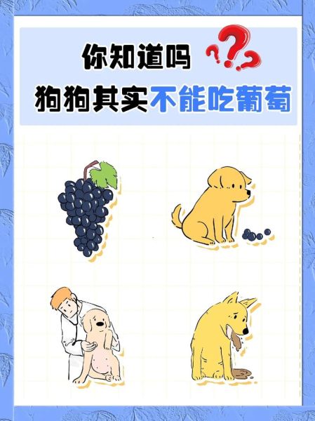 狗吃了葡萄怎么办才能消化,狗吃了葡萄怎么办补救