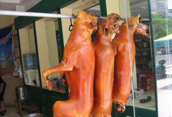狗吃狗肉吗准确答案,肉狗吃什么