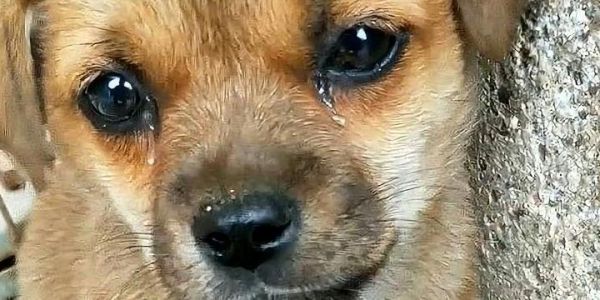 狗哭是怎么回事科学解释,梦见狗狗哭是怎么回事
