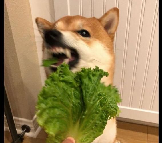 狗子可以吃生菜吗,狗可以吃生菜吗不熟的