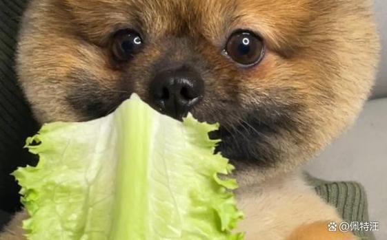 狗子可以吃生菜吗,狗可以吃生菜吗不熟的