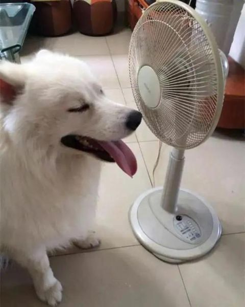 狗怕热吗夏天,狗怕热吗可以承受多少度
