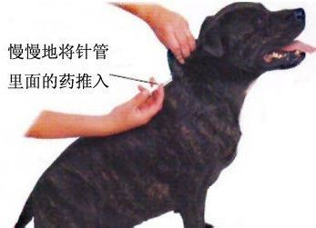 狗打针打什么部位图解,狗打针打什么部位图片视频