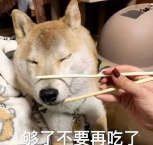狗有味觉吗百科,狗有味觉吗为什么要吃屎