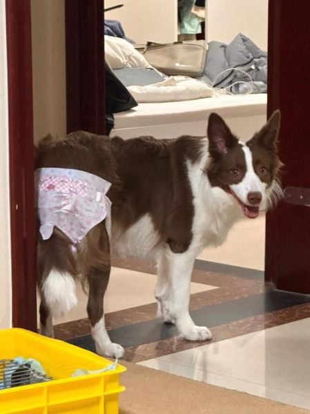 狗狗例假后多久消肿,狗狗生理期一年几次