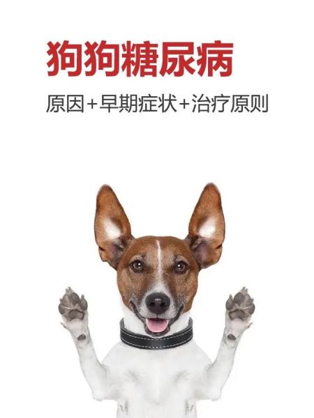 狗狗可以吃糖吗为什么,狗狗可以吃糖吗狗可以吃糖吗