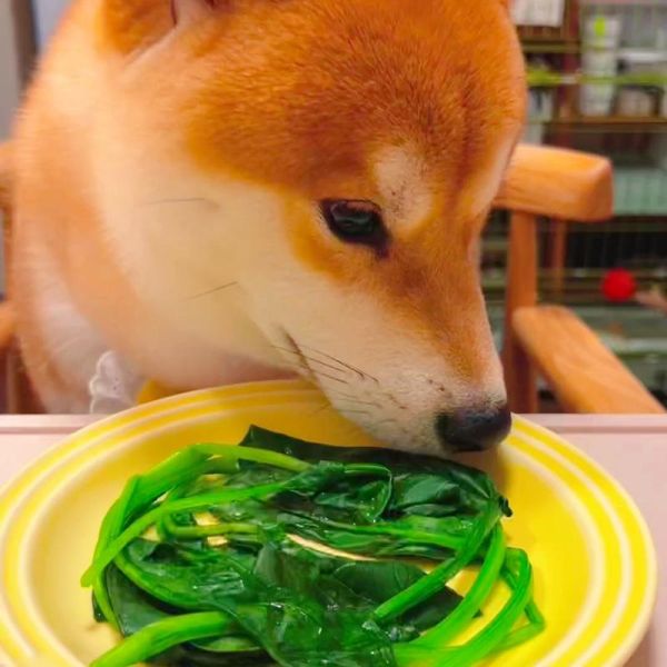 狗狗可以吃菠菜吗生的,狗狗可以长期吃的蔬菜