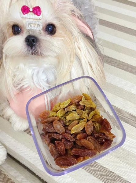 狗狗吃了10多个葡萄干,狗狗能吃葡萄干吗 柯基可以吃吗