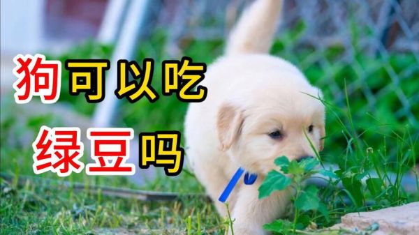 狗狗吃绿豆吗会死吗,狗狗可不可以吃绿豆