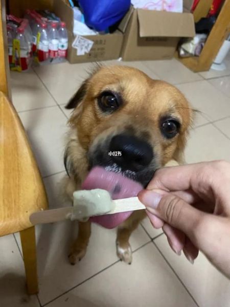 狗狗吃绿豆吗会死吗,狗狗可不可以吃绿豆