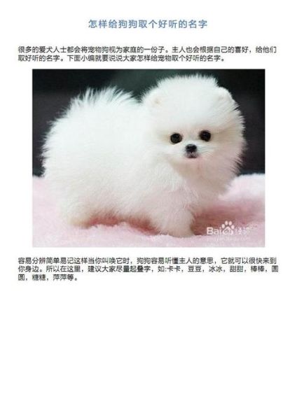 狗狗品种大全及图片 白色,狗狗品种大全排名