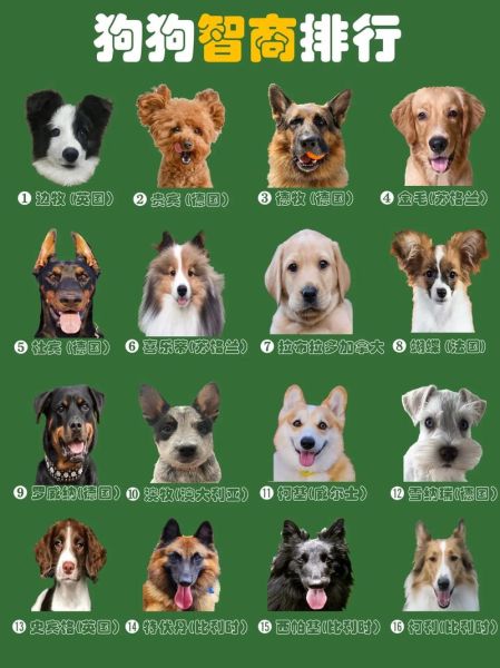 狗狗智商排名1到100,拉布拉多犬智商排名