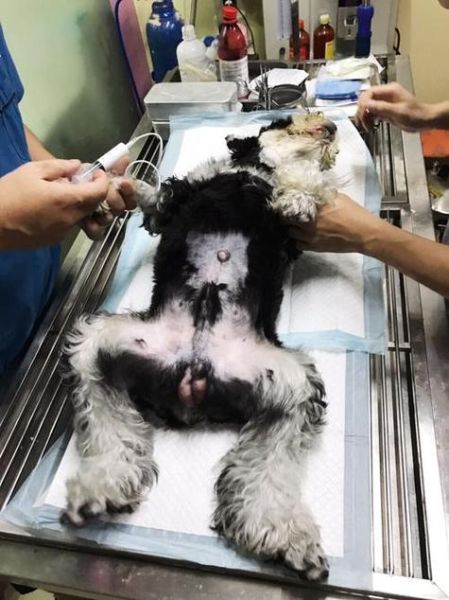 狗狗犯春的表现,公犬有必要做绝育吗