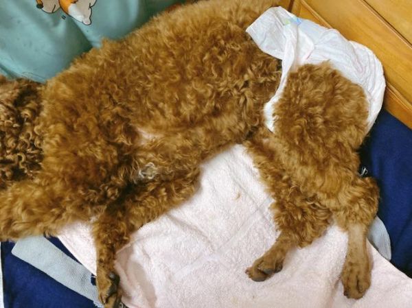 狗狗生理期一年几次,母狗会来月经吗
