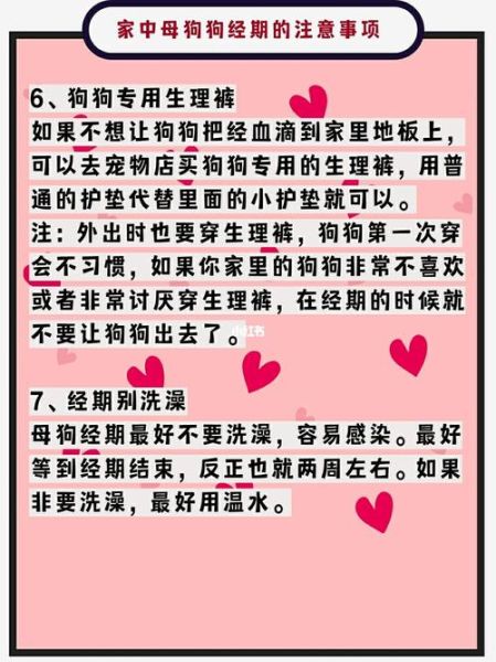 狗狗生理期一年几次,母狗会来月经吗