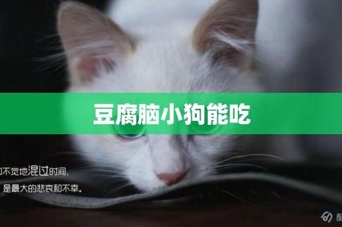 狗狗能不能吃豆腐脑,狗狗能不能吃豆腐花