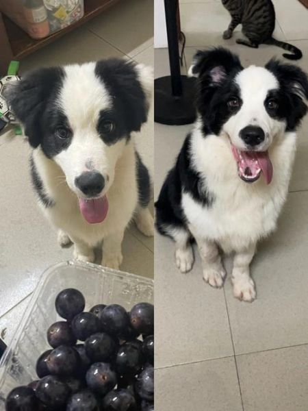 狗狗能吃橙子吗边牧,狗狗能吃橙子吗柯基