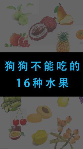 狗狗能吃的十大水果,狗能吃橙子吗吗