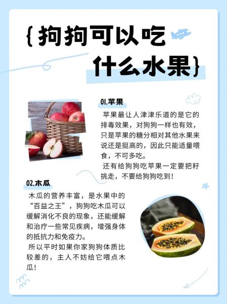 狗狗能吃的十大水果,狗能吃橙子吗吗