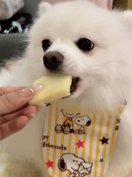 狗狗能吃苹果吗怎么吃法,狗狗能吃苹果吗博美