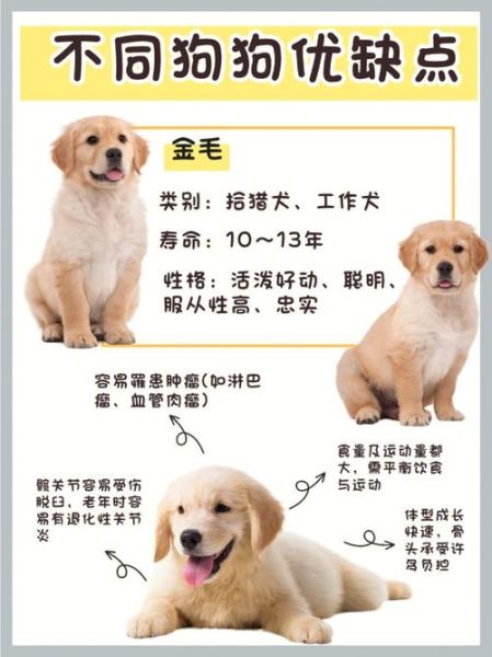 狗狗能吃菠萝蜜吗金毛,狗狗能吃菠萝蜜吗柯基