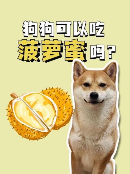 狗狗能吃菠萝蜜吗金毛,狗狗能吃菠萝蜜吗柯基