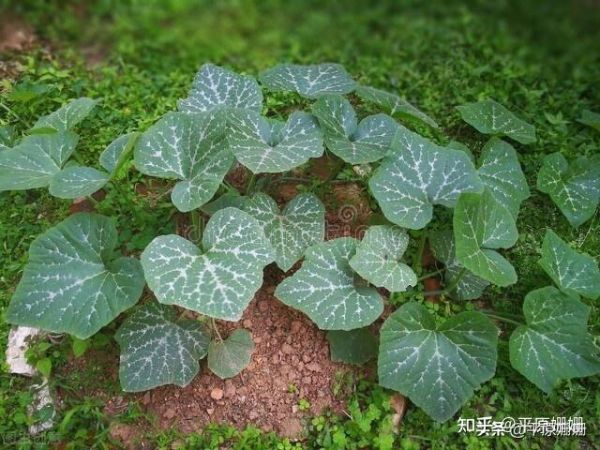 狗能不能吃南瓜藤,狗能不能吃南瓜苗