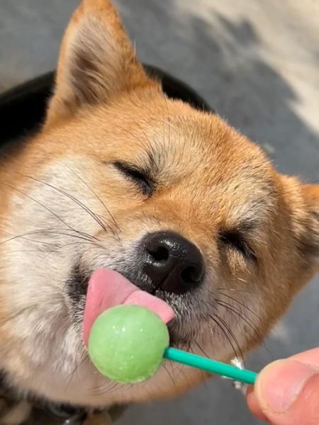 狗能不能吃糖果,狗能不能吃糖饼