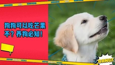 狗能不能吃芒果肉,狗能不能吃芒果冰淇淋