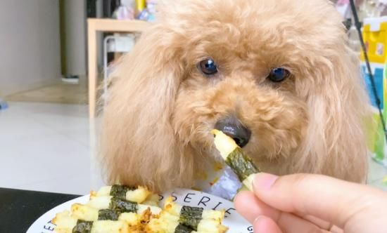 狗能吃海苔吗,狗可以吃海苔吗为什么