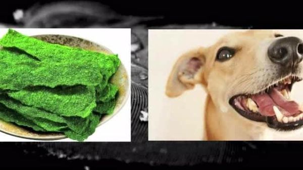 狗能吃海苔吗,狗可以吃海苔吗为什么