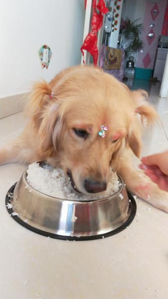 狗能吃糯米吗会死吗,狗能吃糯米吗一点点