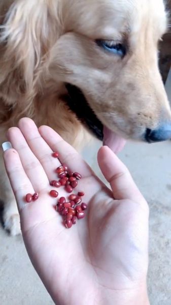 狗能吃红豆吗为什么,狗能吃红豆吗煮熟的