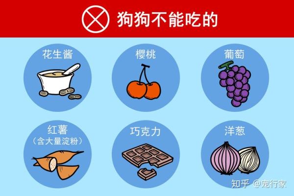 狗能吃胡萝卜吗吃多少,狗狗一周吃几次胡萝卜合适