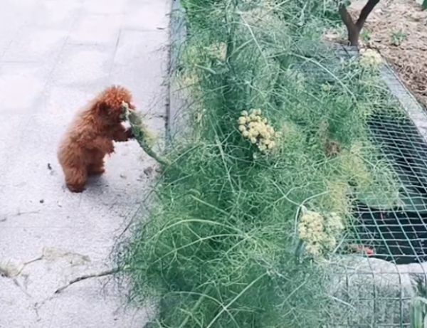 狗能吃茴香么,狗能吃茴香吗怎么吃