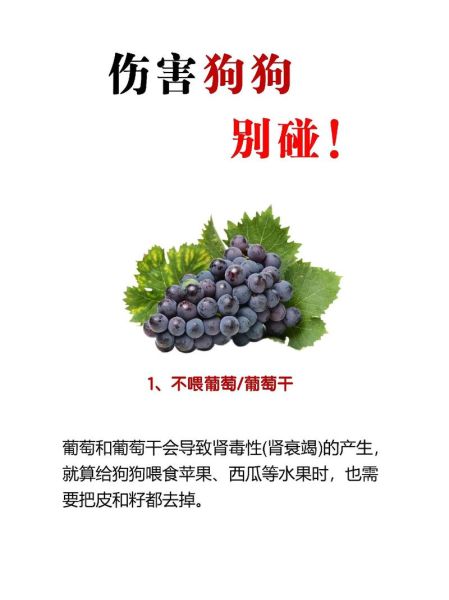 狗能吃葡萄皮吗有毒吗,狗能吃葡萄皮可以吃吗