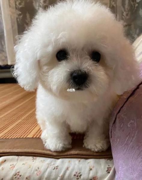 狗能喝纯牛奶吗比熊,狗能喝纯牛奶吗会死吗