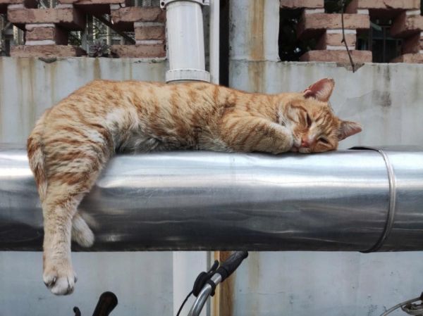 猫一直睡觉是不舒服吗,猫一直睡觉正常吗