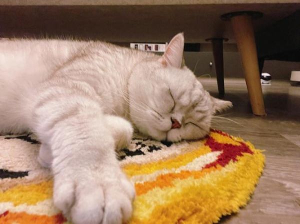 猫一直睡觉是不舒服吗,猫一直睡觉正常吗