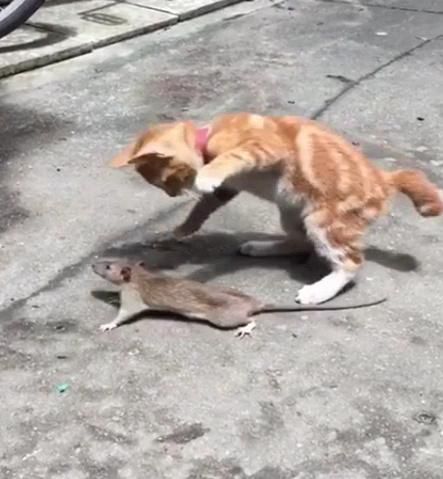 猫为什么抓老鼠吃,猫为什么抓老鼠的原理