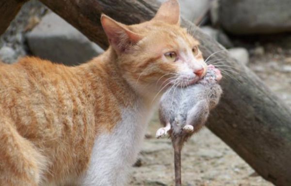 猫为什么抓老鼠吃,猫为什么抓老鼠的原理