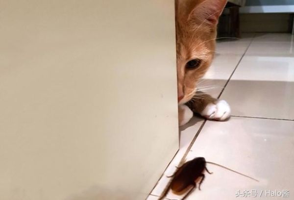 猫会吃蟑螂吗怎么喂,猫会吃蟑螂吗为什么
