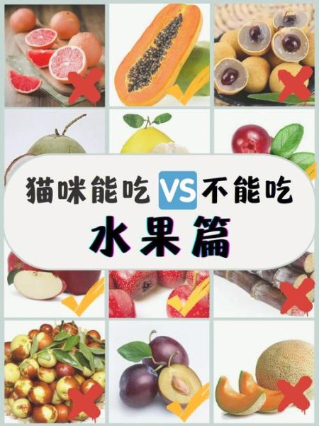 猫可不可以吃枣,猫跟人睡在一起吸阳气